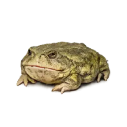 Budgett's Frog (Lepidobatrachus laevis) featured animal image on AnimalDex