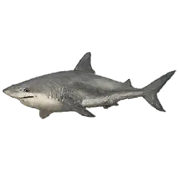 Bull Shark (Carcharhinus leucas) thumbnail image on AnimalDex