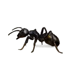 Bullet Ant (Paraponera clavata) featured animal image on AnimalDex