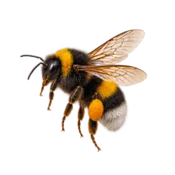 Bumblebee (Bombus) thumbnail image on AnimalDex