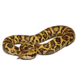 Burmese Python (Python bivittatus) thumbnail image on AnimalDex