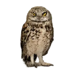 Burrowing Owl (Athene cunicularia) featured animal image on AnimalDex