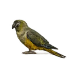 Burrowing Parakeet (Cyanoliseus patagonus) featured animal image on AnimalDex
