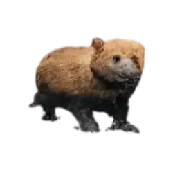 Bush Dog (Speothos venaticus) thumbnail image on AnimalDex