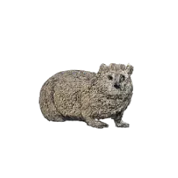 Bush Hyrax (Heterohyrax brucei) featured animal image on AnimalDex