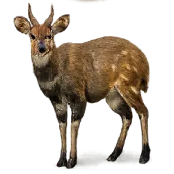 Bushbuck (Tragelaphus scriptus) featured animal image on AnimalDex