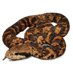 Bushmaster (Lachesis muta) thumbnail image on AnimalDex
