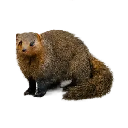 Bushy-tailed Mongoose (Bdeogale crassicauda) featured animal image on AnimalDex