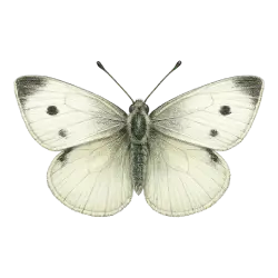 Cabbage White animal lesson image on AnimalDex