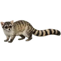 Cacomistle (Bassariscus sumichrasti) featured animal image on AnimalDex