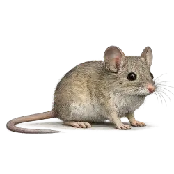 Cactus Mouse animal lesson image on AnimalDex