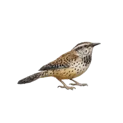 Cactus Wren
