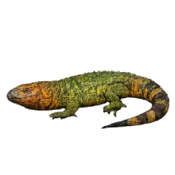 Caiman Lizard (Dracaena guianensis) featured animal image on AnimalDex