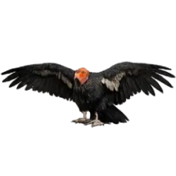 California Condor (Gymnogyps californianus) featured animal image on AnimalDex