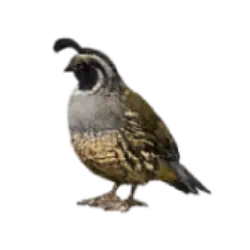 California Quail (Callipepla californica) thumbnail image on AnimalDex
