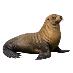 California sea lion animal lesson image on AnimalDex