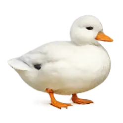 Call Duck animal lesson image on AnimalDex