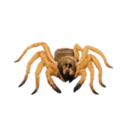 Camel Spider (Galeodes arabs) featured animal image on AnimalDex