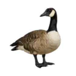 Canada Goose (Branta canadensis) thumbnail image on AnimalDex
