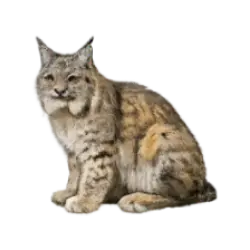 Canada Lynx (Lynx canadensis) featured animal image on AnimalDex