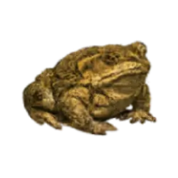 Cane Toad (Rhinella marina) thumbnail image on AnimalDex