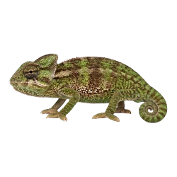 Cape Dwarf Chameleon (Bradypodion pumilum) thumbnail image on AnimalDex
