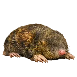 Cape Golden Mole animal lesson image on AnimalDex