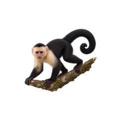 Capuchin Monkey (Cebidae) thumbnail image on AnimalDex