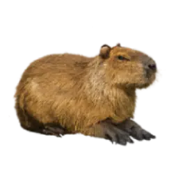 Capybara (Hydrochoerus hydrochaeris) thumbnail image on AnimalDex
