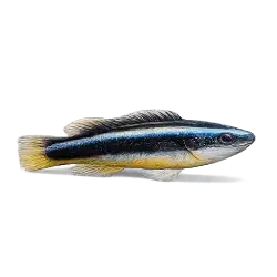 Caribbean Cleaner Goby animal lesson image on AnimalDex