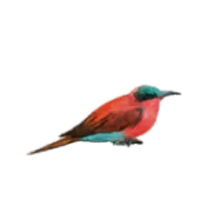 Carmine Bee-eater (Merops nubicus) featured animal image on AnimalDex