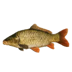 Carp (Cyprinus carpio) featured animal image on AnimalDex