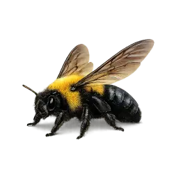 Carpenter Bee (Xylocopa) thumbnail image on AnimalDex