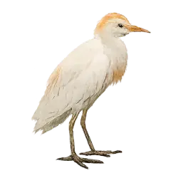 Cattle Egret (Bubulcus ibis) featured animal image on AnimalDex