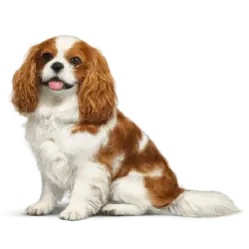 Cavalier King Charles Spaniel animal lesson image on AnimalDex