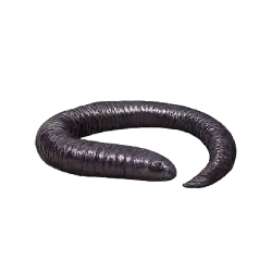 Cayenne Caecilian (Typhlonectes compressicauda) featured animal image on AnimalDex