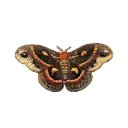 Cecropia Moth (Hyalophora cecropia) featured animal image on AnimalDex
