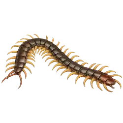 Centipede