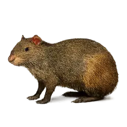 Central American Agouti animal lesson image on AnimalDex