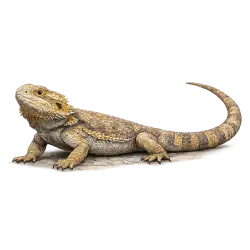 Central Bearded Dragon animal lesson image on AnimalDex
