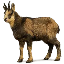 Chamois (Rupicapra rupicapra) featured animal image on AnimalDex