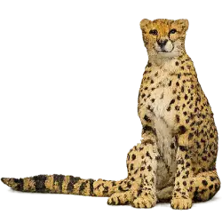 Cheetah (Acinonyx jubatus) featured animal image on AnimalDex