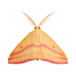 Chickweed Geometer Moth