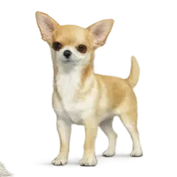 Chihuahua animal lesson image on AnimalDex