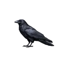 Chihuahuan Raven animal lesson on AnimalDex