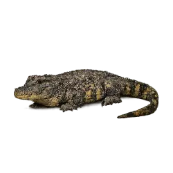 Chinese Alligator (Alligator sinensis) featured animal image on AnimalDex