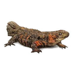 Chinese Crocodile Lizard (Shinisaurus crocodilurus) featured animal image on AnimalDex