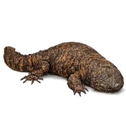 Chinese Giant Salamander (Andrias davidianus) thumbnail image on AnimalDex