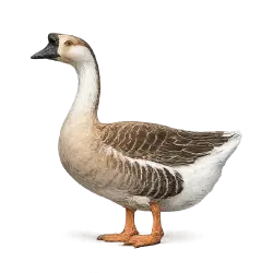 Chinese Goose (Anser cygnoides domesticus) thumbnail image on AnimalDex