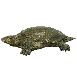 Chinese Softshell Turtle (Pelodiscus sinensis) thumbnail image on AnimalDex